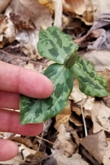 Trillium stamineum