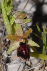 Ophrys sphegodes passionis