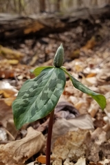 Trillium stamineum