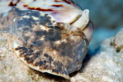 Oliva efasciata berti