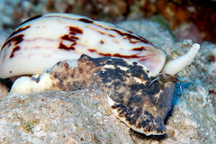 Oliva efasciata berti