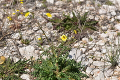 Sonchus asper glaucescens