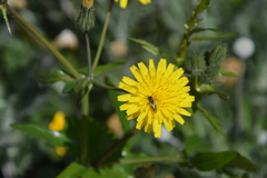 Sonchus