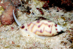 Oliva efasciata berti