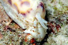 Oliva efasciata berti