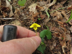 Viola eriocarpa