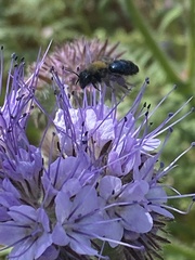 Andrena nigrocaerulea