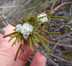 Centella thesioides