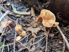 Spathulariopsis