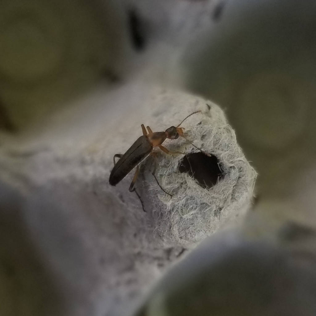 False Leptura Beetle
