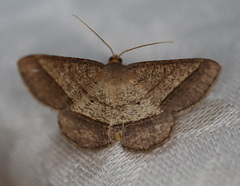 Chiasmia normata
