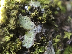 Riccia crozalsii