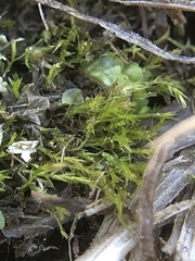 Archidium alternifolium