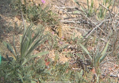 Uta stansburiana