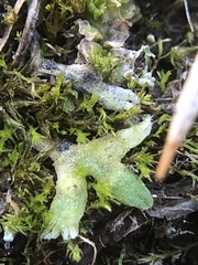 Archidium alternifolium