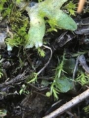 Archidium alternifolium