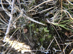 Archidium alternifolium