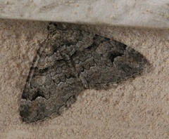 Catarhoe hortulanaria