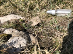 Archidium alternifolium