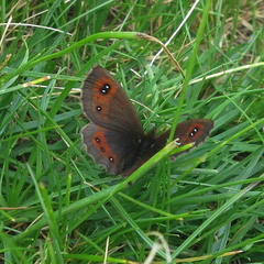 Erebia gorgone