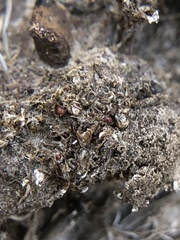 Acaulon