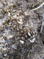 Acaulon
