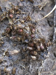 Acaulon