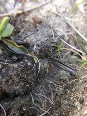 Acaulon