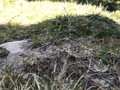 Acaulon