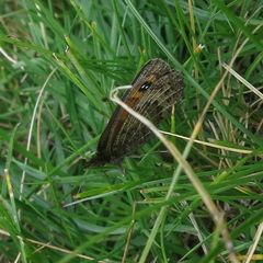 Erebia gorgone
