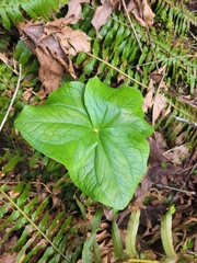 Trillium ovatum