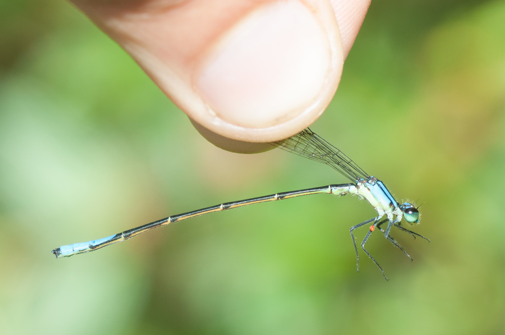 Mesamphiagrion ecuatoriale