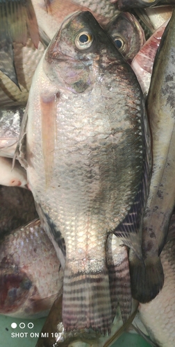 Nile Tilapia