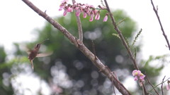 Phaethornis longirostris