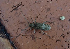 Phacodes