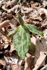Trillium stamineum
