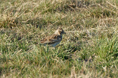 Alauda arvensis