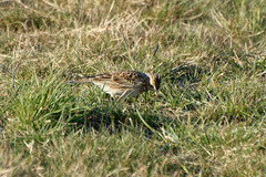 Alauda arvensis
