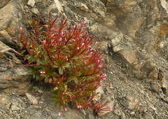 Epilobium brevipes