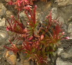 Epilobium brevipes