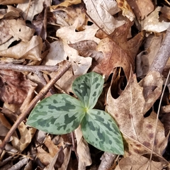 Trillium stamineum