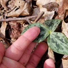 Trillium stamineum