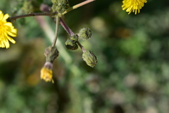 Sonchus asper glaucescens
