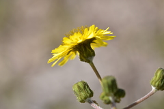 Sonchus asper glaucescens