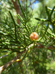 Walshomyia juniperina