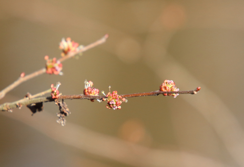 Image of Planera aquatica by (c) psweet, some rights reserved (CC BY-SA)