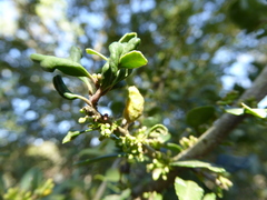 Gyropsylla ilecis