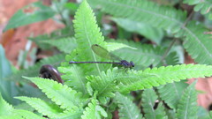 Argia frequentula