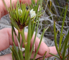 Centella thesioides