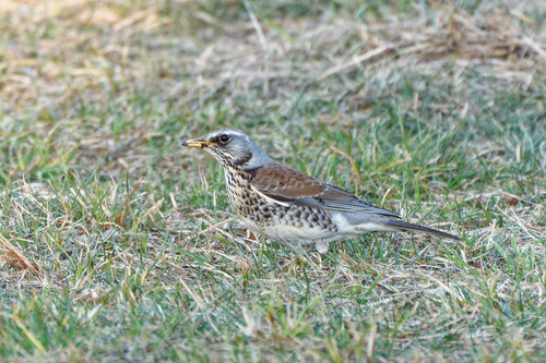 Zorzal real (Turdus pilaris)